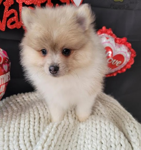 Pet Supply Store «Pet Club San Mateo», reviews and photos, 1850 S Norfolk St, San Mateo, CA 94403, USA