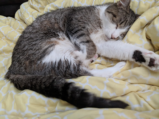 Pet Supply Store «Pet Supplies Plus», reviews and photos, 625 Southern Artery, Quincy, MA 02169, USA