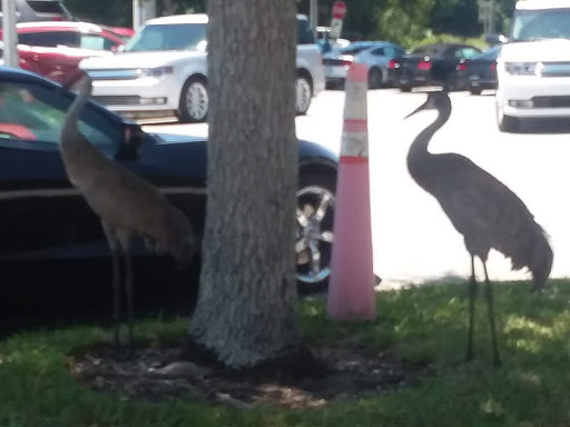 Ford Dealer «Veterans Ford», reviews and photos, 7201 W Linebaugh Ave, Tampa, FL 33625, USA