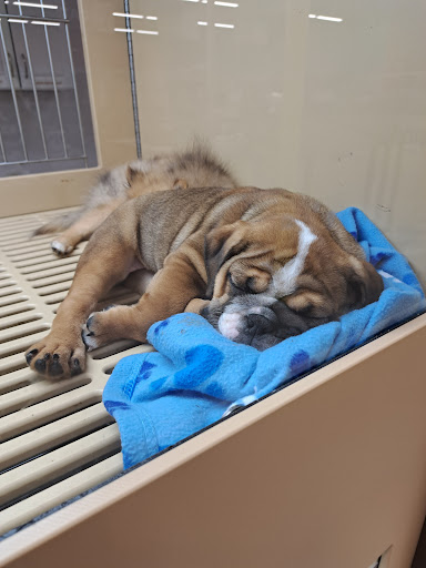 Pet Store «Petland», reviews and photos, 351 Diederich Blvd, Ashland, KY 41101, USA