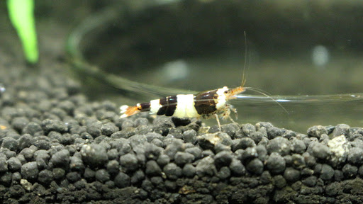Neocaridina & Co. unter Erftstadt, 