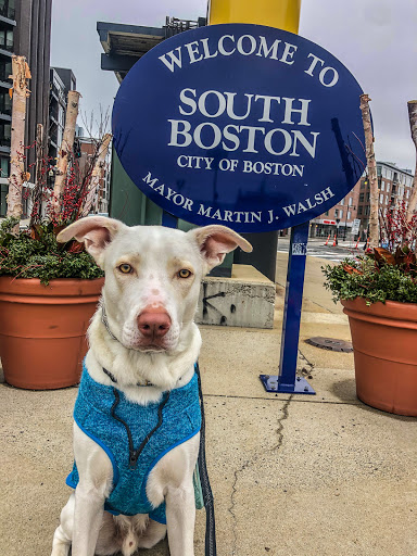 Happy Paws Boston