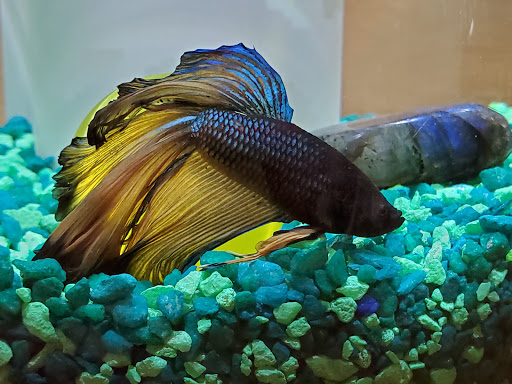 Pet Supply Store «Petco Animal Supplies», reviews and photos, 1210 Marvin Rd NE, Lacey, WA 98516, USA