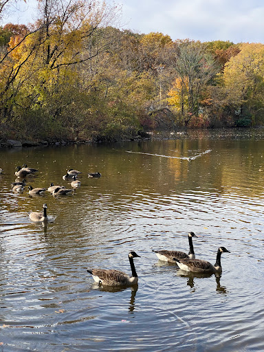 Park «Clove Lakes Park», reviews and photos, 1150 Clove Rd, Staten Island, NY 10301, USA