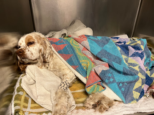 Mountain Peaks Veterinary Clinic image