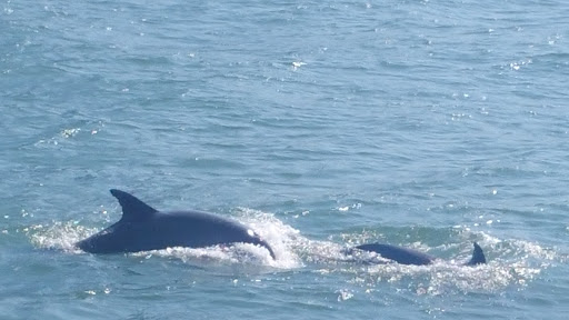 Aquarium «Atlantic City Aquarium», reviews and photos, 800 N New Hampshire Ave, Atlantic City, NJ 08401, USA