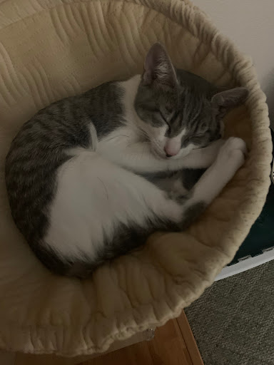 Animal Rescue Friends Society of Grant County