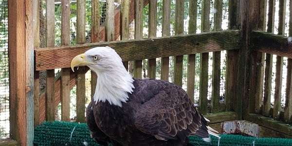 Cascades Raptor Center