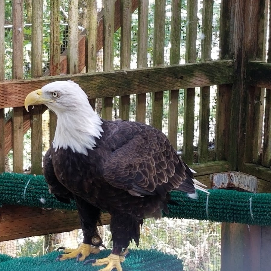 Cascades Raptor Center