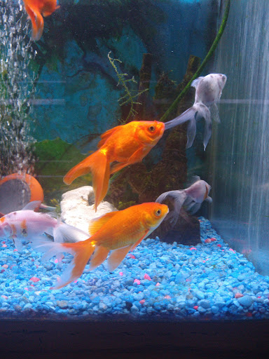 Pet Store «Critter Pet Shop», reviews and photos, 19309 Ecorse Rd, Allen Park, MI 48101, USA