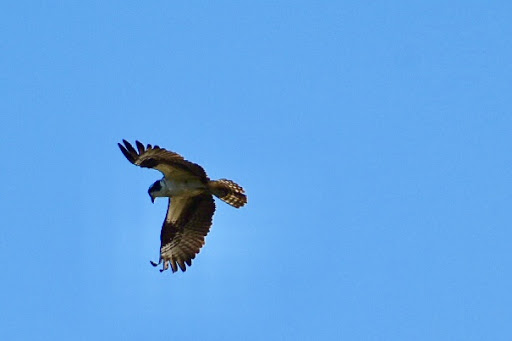 Park «Prairie Park», reviews and photos, 431 Knollwood Dr, Barrington, IL 60010, USA