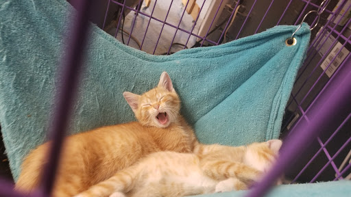 Pet Supply Store «Pet Supplies Plus», reviews and photos, 987 S Main St, Centerville, OH 45458, USA