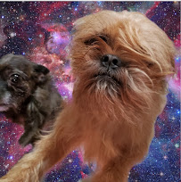 South Paws Dog Grooming - Photo 5 - Car repair in Omaha, NE, Omaha