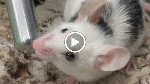 Pet Supply Store «Petco Animal Supplies», reviews and photos, 4915 E 41st St C, Tulsa, OK 74135, USA