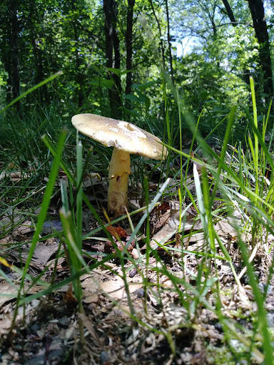 Nature Preserve «Eliason Nature Reserve», reviews and photos, 9501 Shaver Rd, Portage, MI 49024, USA