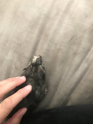 Pet Store «Petland Las Vegas», reviews and photos, 8800 W Charleston Blvd #3, Las Vegas, NV 89145, USA