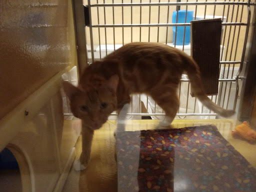 Pet Supply Store «PetSmart», reviews and photos, 1232 Hooper Ave, Toms River, NJ 08753, USA