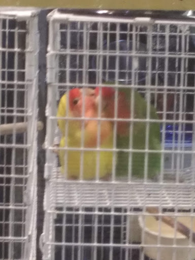 Pet Store «A to Z Pets», reviews and photos, 16010 SE Division St, Portland, OR 97236, USA