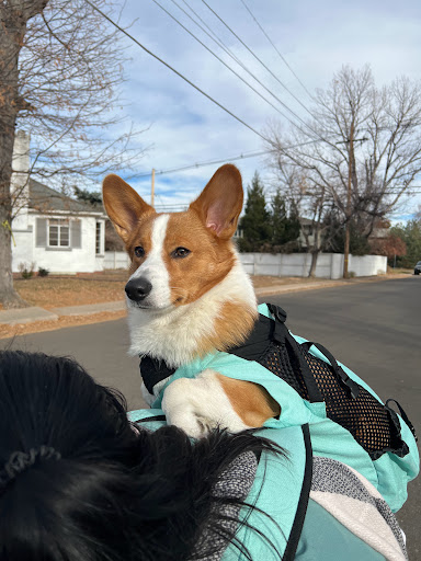 Park «Cranmer Park», reviews and photos, 4501 E 1st Ave, Denver, CO 80220, USA