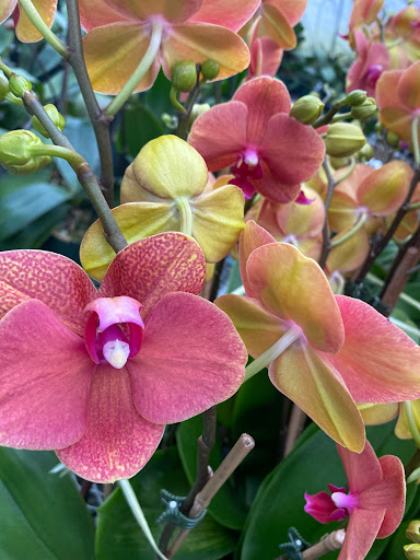 Florist «Floradise Orchids», reviews and photos, 19154 James Madison Hwy, Gordonsville, VA 22942, USA