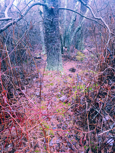 Nature Preserve «Tom S Cooperrider-Kent Bog State Nature Preserve», reviews and photos, 1028 Meloy Rd, Kent, OH 44240, USA