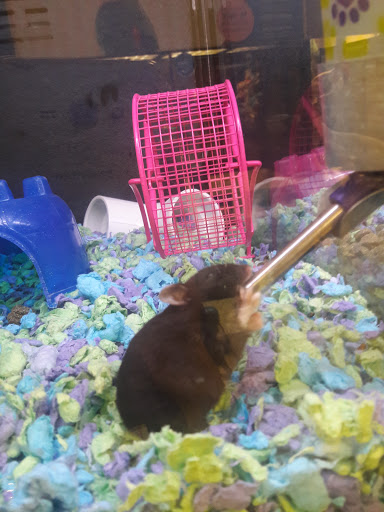 Pet Supply Store «PetSmart», reviews and photos, 4005 Airport Fwy, Irving, TX 75062, USA
