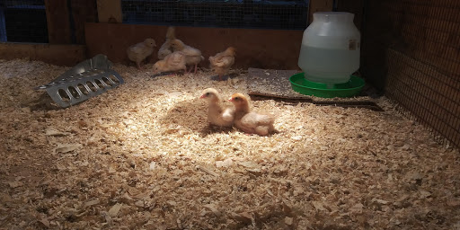 Pet Supply Store «Western Feed & Pet Supply», reviews and photos, 5935 Don Way, Carmichael, CA 95608, USA