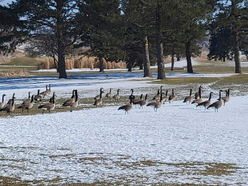 Golf Course «Fox Bend Golf Course», reviews and photos, 3516 US-34, Oswego, IL 60543, USA