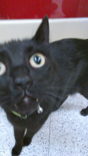 Pet Supply Store «Petco Animal Supplies», reviews and photos, 2784 W Peoria Ave, Phoenix, AZ 85029, USA