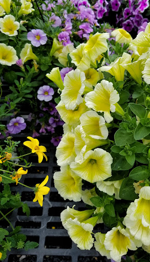 Florist «Bayport Flower Houses, Inc.», reviews and photos, 940 Montauk Hwy, Bayport, NY 11705, USA