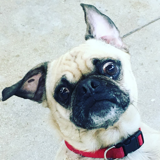 Dog Day Care Center «The Bowhaus Pet Company», reviews and photos, 2472 E Colorado Blvd, Pasadena, CA 91107, USA