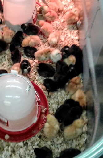 Home Improvement Store «Tractor Supply Co.», reviews and photos, 588 Culpeper Town Square, Culpeper, VA 22701, USA