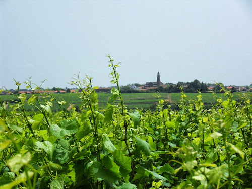 Domaine Bid'gi à La Haie-Fouassière