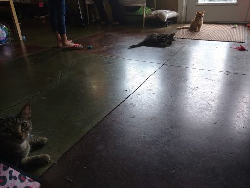 Pet Supply Store «Cat Shoppe & Dog Store», reviews and photos, 2824 Bransford Ave, Nashville, TN 37204, USA