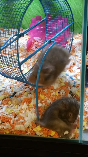 Pet Supply Store «PetSmart», reviews and photos, 2300 Gary Farm Blvd #600, Bowling Green, KY 42104, USA