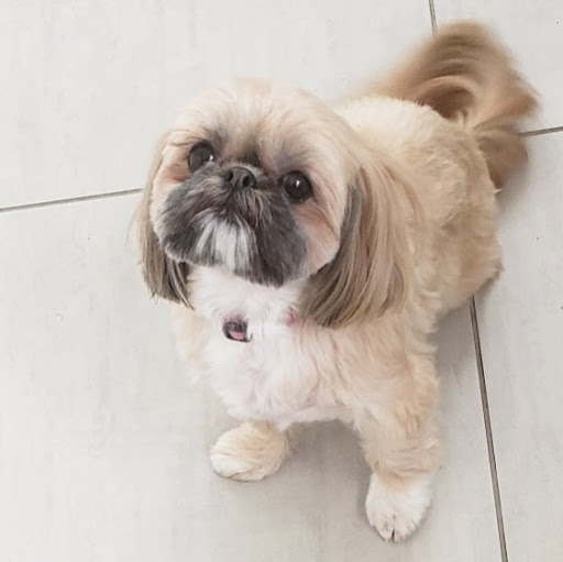 Pet Store «South Beach Pet Shop», reviews and photos, 634 6th St, Miami Beach, FL 33139, USA