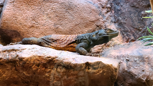 Science Museum «Cook Museum of Natural Science», reviews and photos, 133 4th Ave NE, Decatur, AL 35601, USA