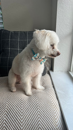 Pet Groomer «ITIG Happy Dog Wash», reviews and photos, 6465 S Chickasaw Trail, Orlando, FL 32829, USA