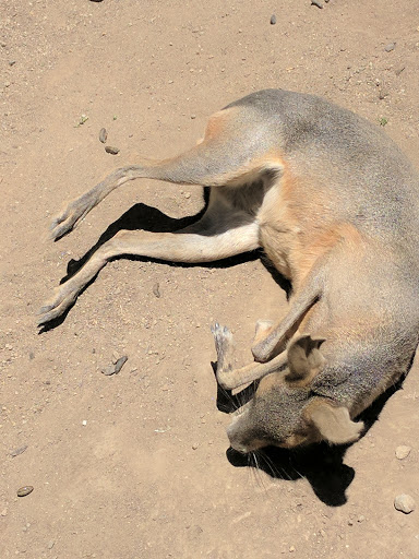 Zoo «Sierra Safari Zoo», reviews and photos, 10200 N Virginia St, Reno, NV 89506, USA