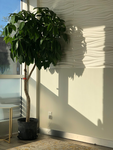 LaserBody M.D. - ميسيسوجا - LaserBody M.D. - Mississauga