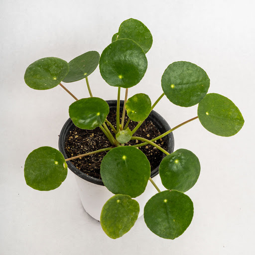 Florist «Pollen», reviews and photos, 2918 N Milwaukee Ave, Chicago, IL 60618, USA