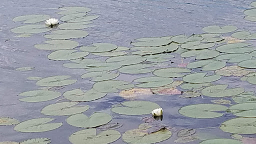 Zoo «Audubon Center for Birds of Prey», reviews and photos, 1101 Audubon Way, Maitland, FL 32751, USA