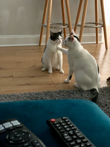 Pet Supply Store «PetSmart», reviews and photos, 220 Commerce Blvd, Fairless Hills, PA 19030, USA