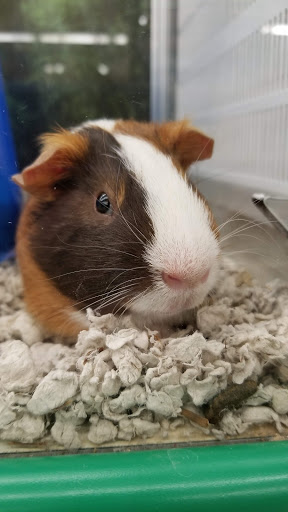 Pet Supply Store «Pet Supplies», reviews and photos, 1168 Lee St, Des Plaines, IL 60016, USA