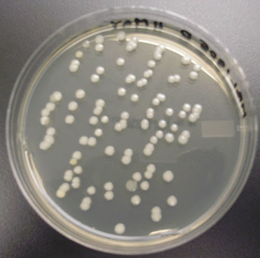 Mold & Bacteria Consulting Laboratories