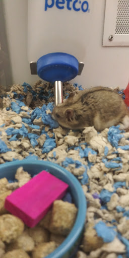 Pet Supply Store «Petco Animal Supplies», reviews and photos, 31419 Pacific Hwy S, Federal Way, WA 98003, USA