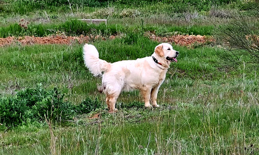 Clínica Veterinaria Movilvet El Casar en El Casar