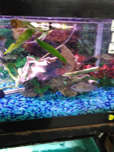 Pet Store «Petland Discounts - Canarsie», reviews and photos, 20-46 Rockaway Pkwy, Brooklyn, NY 11236, USA