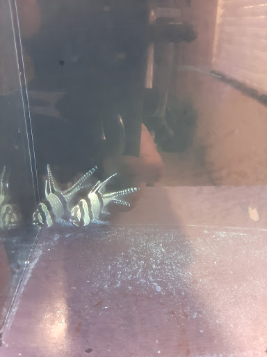 Tropical Fish Store «Westside Aquarium & Pets», reviews and photos, 3402 S Dale Mabry Hwy, Tampa, FL 33629, USA