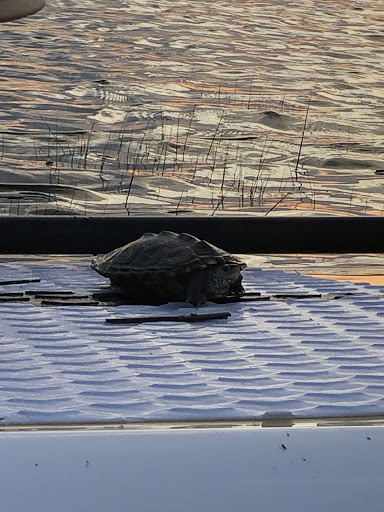 Tourist Attraction «SUP Cape May», reviews and photos, 978 Ocean Dr, Cape May, NJ 08204, USA